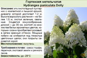 Гортензия метельчатая_Hydrangea paniculata Dolly
