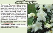 Азалия_Рододендрон_Rhododendron AJ Adonis