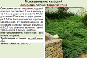 Можжевельник казацкий_Juniperus Sabina Tamariscifolia