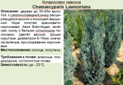 Кипарисовик лавсона_Chamaecyparis Lawsoniana