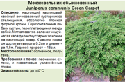 Можжевельник обыкновенный_Juniperus communis Green Carpet