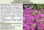Азалия_Рододендрон_Rhododendron Blue Danube