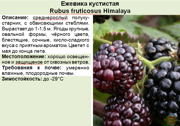 Ежевика кустистая_Rubus fruticosus Himalaya