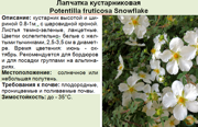 Лапчатка кустарниковая_Potentilla fruticosa Snowflake