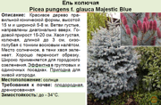 Ель колючая_Picea pungens f. glauca Majestic Blue