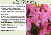 Азалия_Рододендрон_Rhododendron AJ Silvester