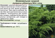 Можжевельник средний_Juniperus pfitzeriana Mint Julep