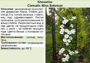 Клематис_Clematis Miss Bateman