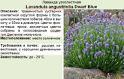 Лаванда узколистная_Lavandula angustifolia Dwarf Blue