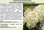 Гортензия метельчатая_Hydrangea paniculata Silver Dollar