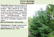 Сосна арманда_Pinus armandii