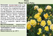 Роза_Rose Yellow Fairy