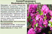 Азалия_Рододендрон_Rhododendron AJ Geisha Purple