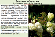 Гортензия дуболистная_Hydrangea quercifolia Harmony