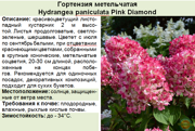 Гортензия метельчатая_Hydrangea paniculata Pink Diamond