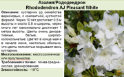 Азалия_Рододендрон_Rhododendron AJ Pleasant White