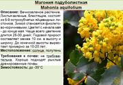 Магония падуболистная_Mahonia aquifolium