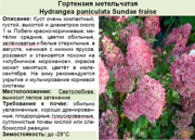 Гортензия метельчатая_Hydrangea paniculata Sundae fraise