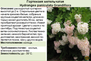 Гортензия метельчатая_Hydrangea paniculata Grandiflora
