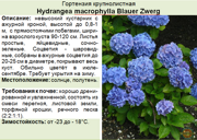 Гортензия крупнолистная_Hydrangea macrophylla Blauer Zwerg