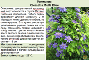 Клематис_Clematis Multi Blue