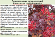 Пузыреплодник калинолистный_Physocarpus opulifolius Andre