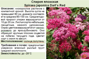 Спирея японская_Spiraea japonica Dart’s Red