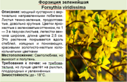 Форзиция зеленейшая_Forsythia viridissima