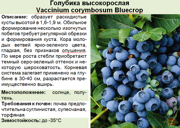 Голубика высокорослая_Vaccinium corymbosum Bluecrop
