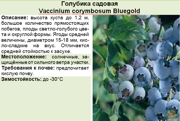Голубика садовая_Vaccinium corymbosum Bluegold