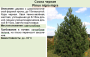 Сосна черная_Pinus nigra nigra