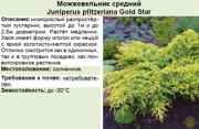 Можжевельник средний_Juniperus pfitzeriana Gold Star