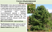 Сосна обыкновенная_Pinus sylvestris