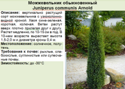 Можжевельник обыкновенный_Juniperus communis Arnold