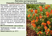 Лапчатка кустарниковая_Potentilla fruticosa Marian Red Robin_Marrob