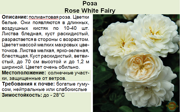 Роза_Rose White Fairy