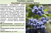 Голубика садовая_Vaccinium corymbosum Nelson