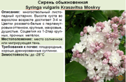 Сирень обыкновенная_Syringa vulgaris Krasavitsa Moskvy
