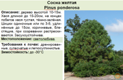 Сосна желтая_Pinus ponderosa