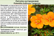 Лапчатка кустарниковая_Potentilla fruticosa Tangerine