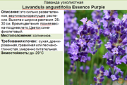 Лаванда узколистная_Lavandula angustifolia Essence Purple