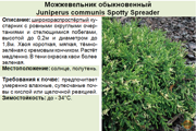 Можжевельник обыкновенный_Juniperus communis Spotty Spreader
