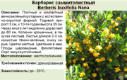 Барбарис самшитолистный_Berberis buxifolia Nana
