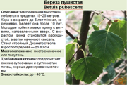 Береза пушистая_Betula pubescens