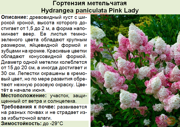 Гортензия метельчатая_Hydrangea paniculata Pink Lady