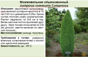 Можжевельник обыкновенный_Juniperus communis Compressa