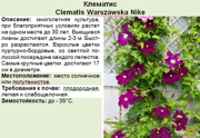 Клематис_Clematis Warszawska Nike
