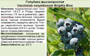 Голубика высокорослая_Vaccinium corymbosum Brigitta Blue