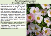 Лапчатка кустарниковая_Potentilla fruticosa Pink Queen