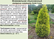 Можжевельник обыкновенный_Juniperus communis Gold Cone